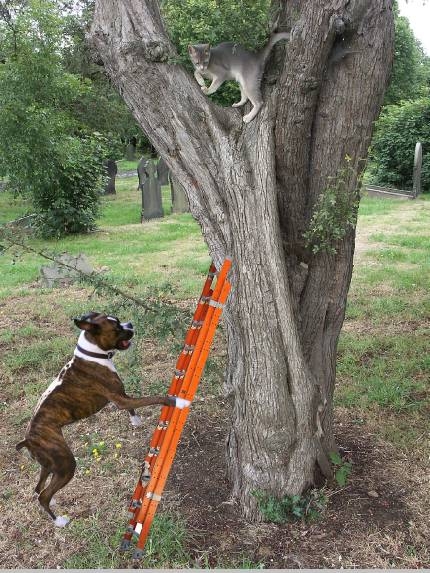 Creation of Clever Dog: Step 3